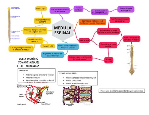 Mapa Mental Medula Espinal Morfología Avanzada Docsity