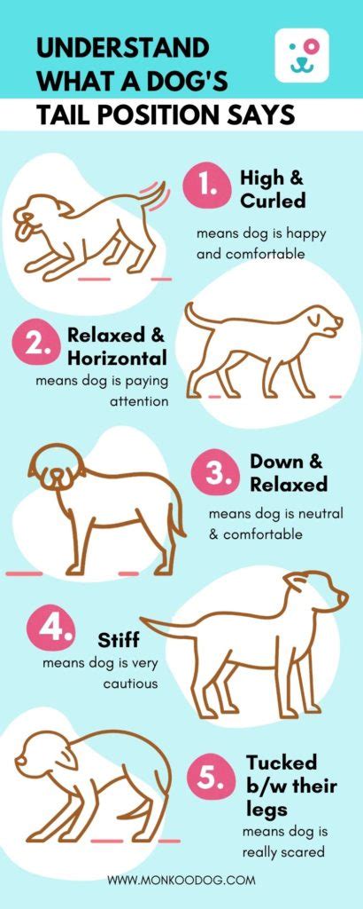 Importance Of Dog Tail Position Chart Monkoodog