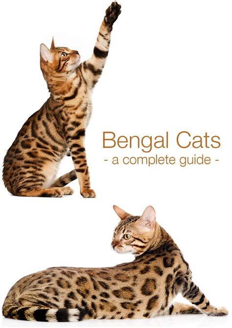 Bengal Cats The Complete Guide To This Beautiful Breed Bengal Cat