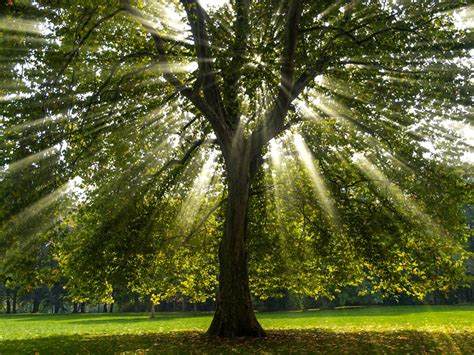 Types Of Shade Trees