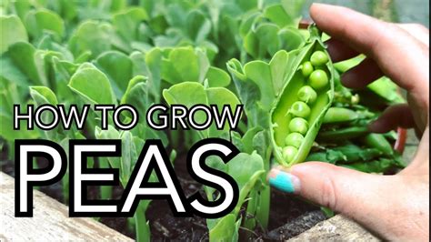 How To Grow Peas Pre Sprouting And Growing Your Own Peas From Seed