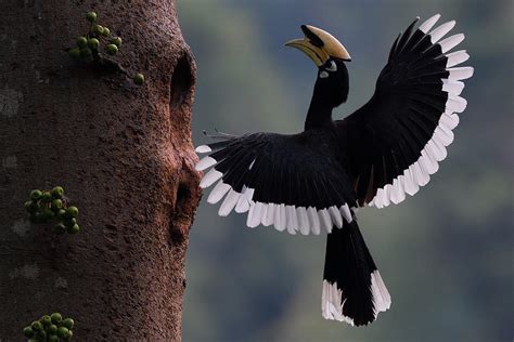 Oriental Pied Hornbill Male At Nest Hole Yunnan Province China