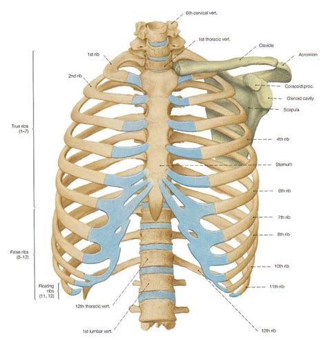 Rib cage pain may be sharp, dull, or achy and felt at or below the chest or above the navel on either side. The Bones of the Thorax - the rib cage | Thorax, Anatomy ...
