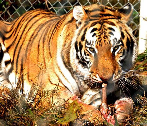 Tiger Eating Deer Meat Niranjan Kandaswamy Flickr
