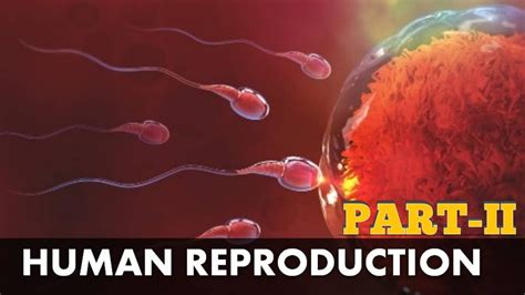 Sexual Reproduction In Human Beings Part 2 Youtube