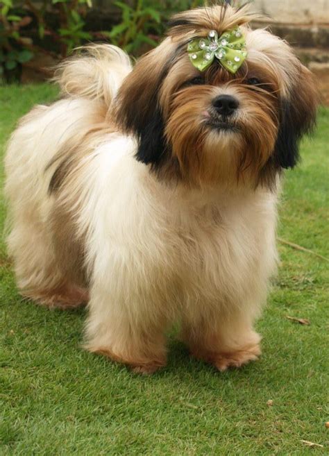 I realize i don't have the time to spend with him that i should. Shih Tzu Dog Puppy Price In India