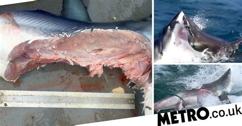 Sharkfest Cannibal Sharks Documentary Shows Gruesome Shark Bite Scenes