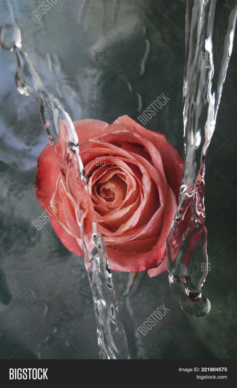 Pink Rose Flower Water Image And Photo Free Trial Bigstock