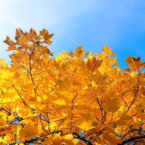 11 Trees With Great Fall Foliage Autumn Trees Japanese