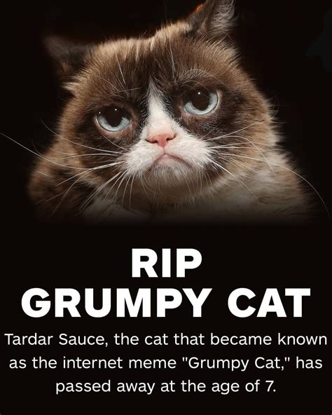 Pin By Mily On Grumpy Cat Quotes Grumpy Cat Quotes Grumpy Cat Humor