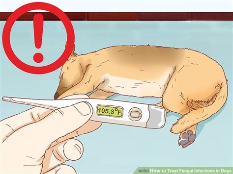 3 Ways To Treat Fungal Infections In Dogs Wikihow