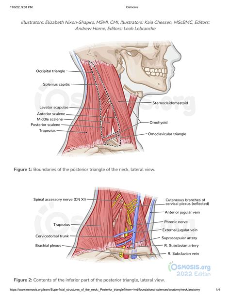 Solution Superficial Structures Of The Neck Posterior Triangle
