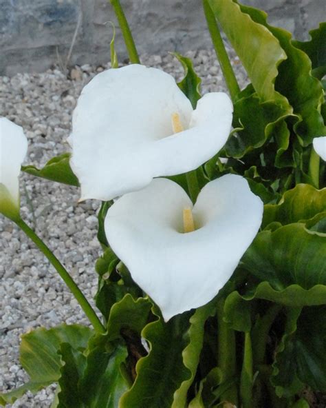 Calla Aethiopica Bulbs — Buy Online At Farmer Gracy Uk