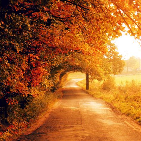 Gorgeous Country Road In Autumn I Love Fall Pinterest