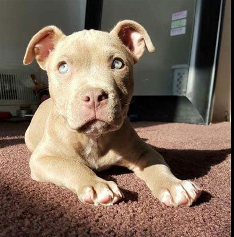 Cute Baby Pitbull Dog