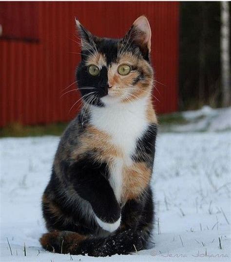Why Are Calico Cats Always Female Pretty Cats Beautiful Cats Cute