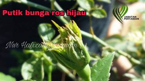 Nur Hafizah Sharudin S Blog Bunga Ros Hijau Rosa Chinesis Viridiflora