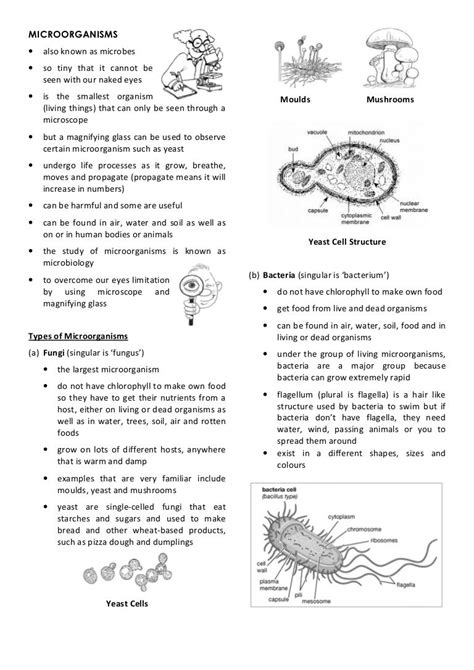 Science Notes Year 5 Chap 1a Microorganisms