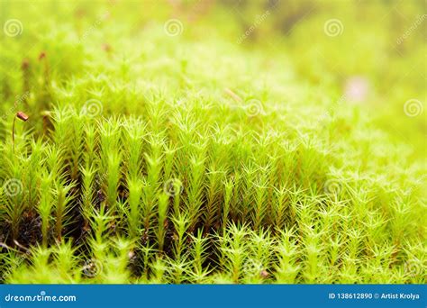 Green Moss Polytrichum Commune Growing Stock Photo Image Of Floral
