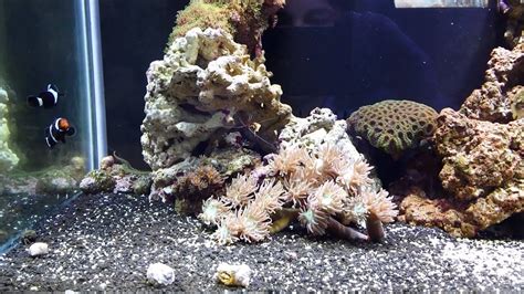 Reef Tank Success Sand Bed Youtube