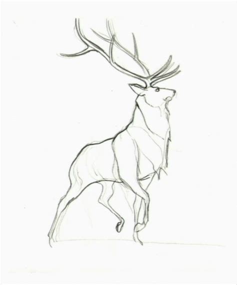 Pin By Mattia Sposato On Disegni Animal Drawings Deer Drawing