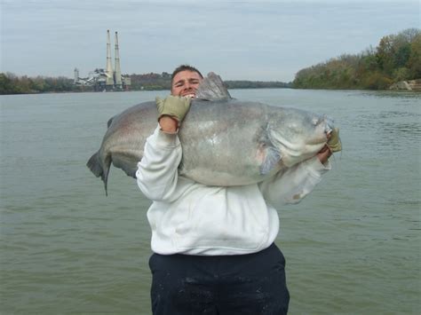 Huge Cat From The Ohio