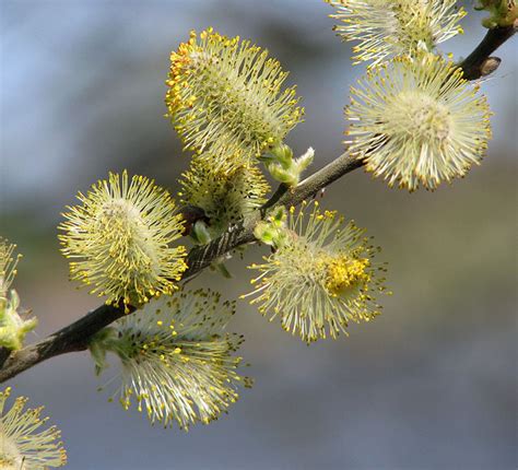 Willow Catkins Close Up © Evelyn Simak Cc By Sa20 Geograph Britain And Ireland
