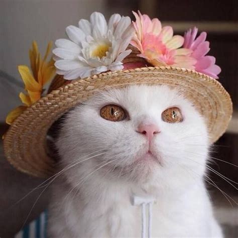 17 Best Images About Flowers And Animals On Pinterest