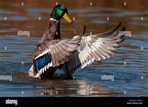 A Male Mallard Duck Doing A Wing Stretch Stock Photo Alamy