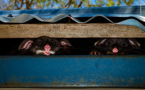 16 Inspiring Wildlife Photos In The Wpy 2020 Contest Petapixel