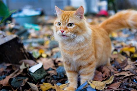 Alles Over Majestic Orange Tabby Katten
