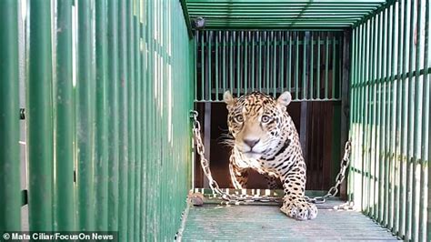 Worlds First Jaguar Cub Born Through Artificial Insemination Is Eaten