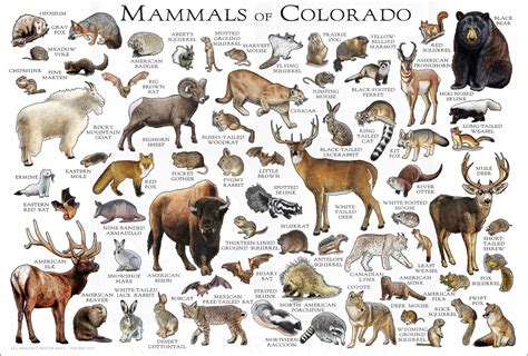 Mammals Of Colorado Poster Print Colorado Mammals Field Etsy Ireland