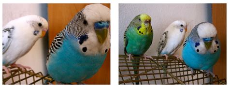 Budgies Are Awesome Budgie Of The Month Fatty