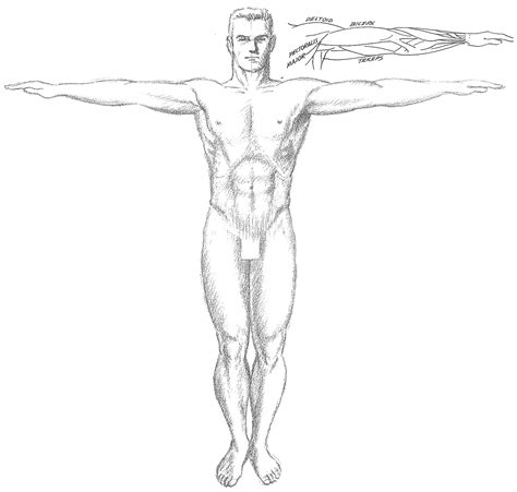 Human Body Drawing Easy Think Of The Human Body As An Assortment Of