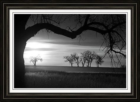 Trees And Meadows Sunrise In Black And White Photo Image Framed Print