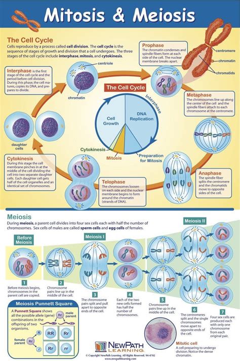 Mitosis Meiosis Comparison Worksheet Chart Meiosis Biological Science Picture Directory In