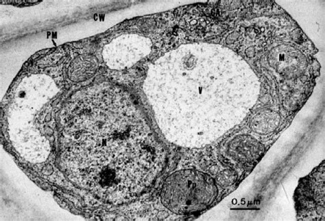 Electron Microscope Eukaryotic Animal Cell Micropedia