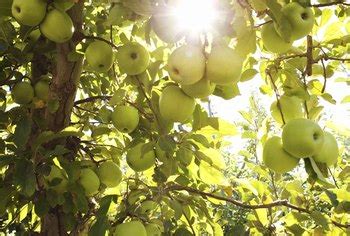 Prunings should be buried in an active compost heap or sent to your local council's green waste recycling centre. Homemade Insect Control for Fruit Trees | Home Guides | SF ...