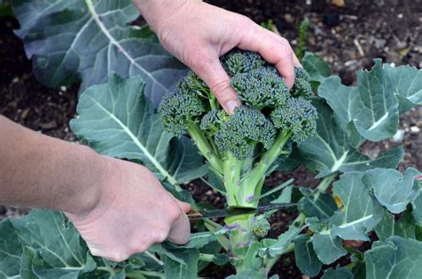 How To Plant Broccoli In Your Garden Tricks To Care