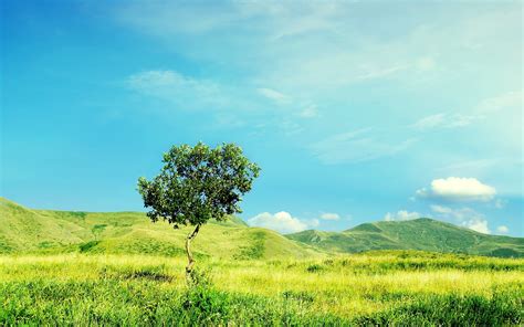 Landscape Photography Of Green Field With Tree During Day Time Hd