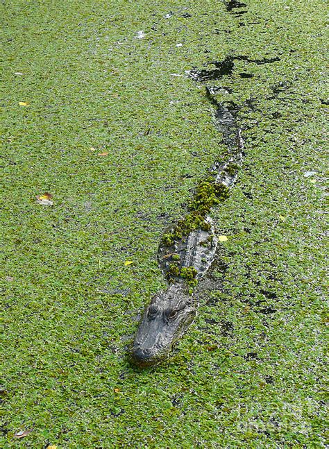 Alligator In Swamp Water Photograph By Jeanne Woods Pixels