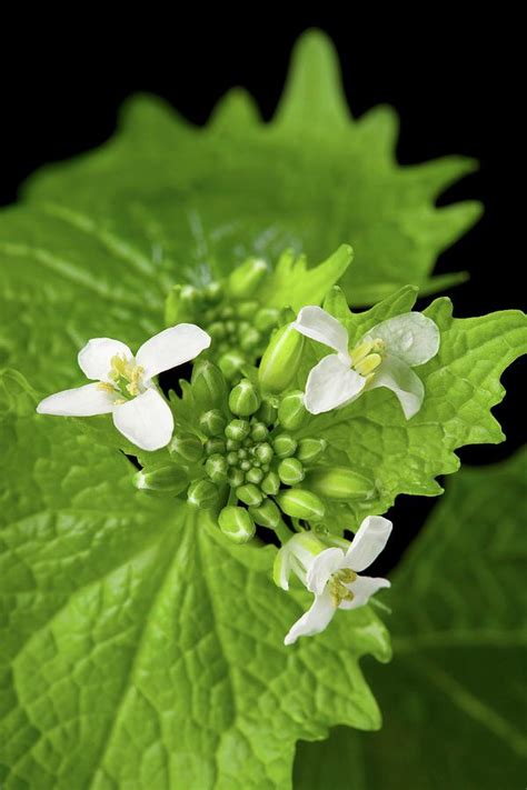 Garlic Mustard Flowers Photograph By Peggy Grebus Department Of