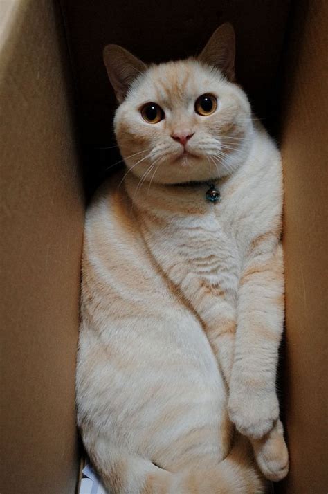 If she neglects to do this, you should put on gloves and gently wipe off the. 13 Huge Cats in Small Boxes | Top13