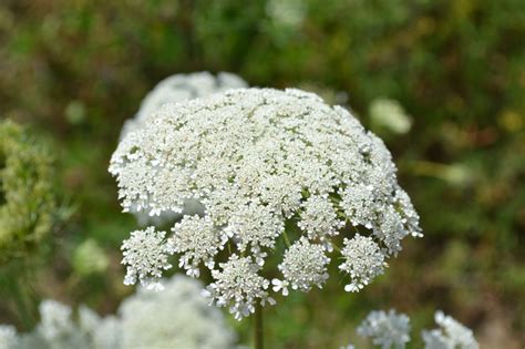 Queen Annes Lace Also Known As Wild Carrot Is A Biennial Weed