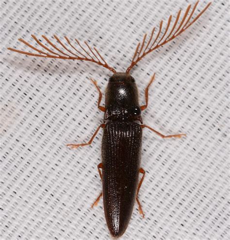 Dicrepidius palmatus ? - Dicrepidius palmatus - BugGuide.Net