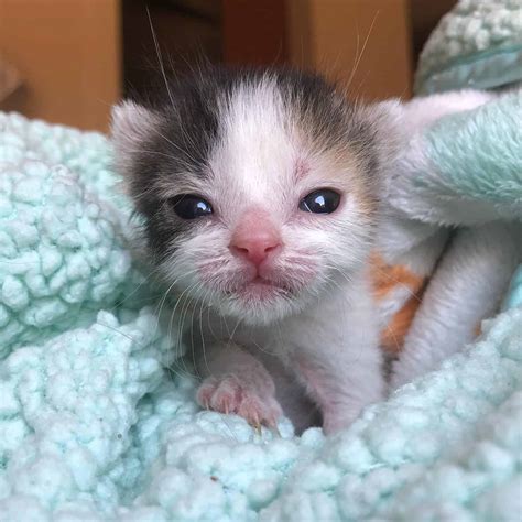 Solo Surviving Neonatal Kitten Rescued At A Day Old Once Surrounded By