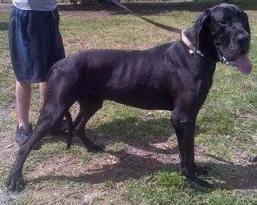 Mikey the great dane got a clean bill of health on his first vet visit. European Great Dane Puppies for Sale in Tampa, Florida Classified | AmericanListed.com