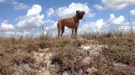 lola the boxer meets the everglades youtube