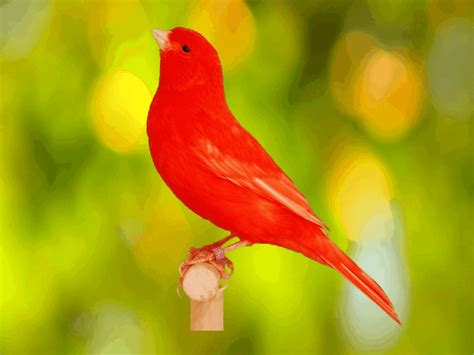 Red Canaries Red Factor Canaries 3 Amazing Facts And Info